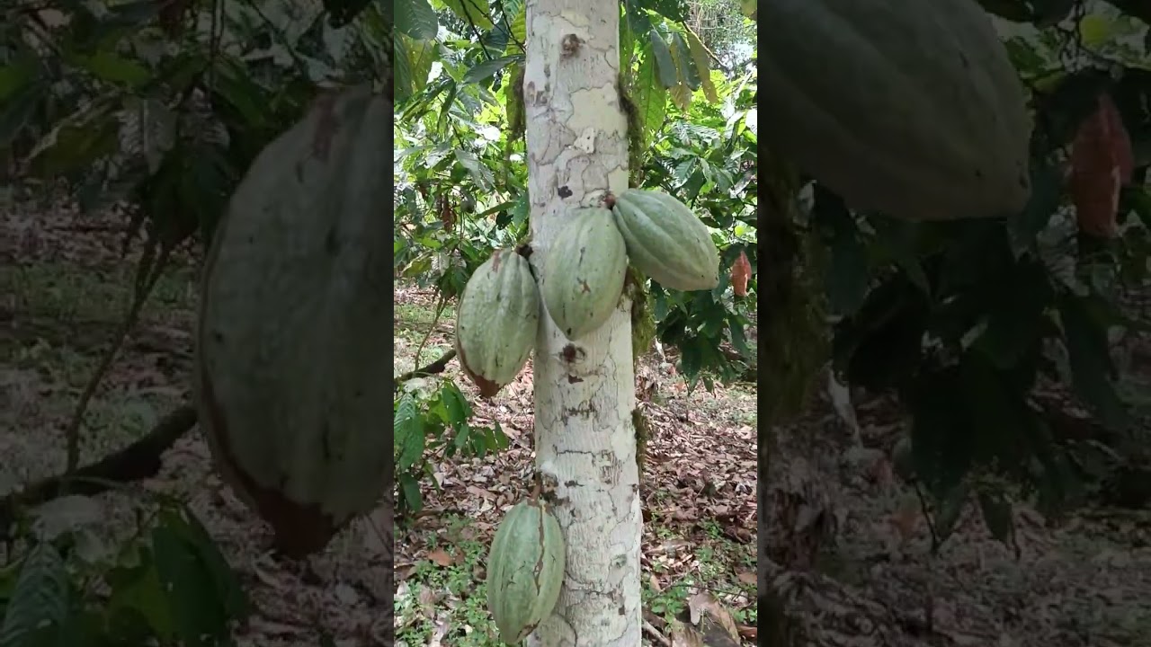 Fazenda de Cacau, Região egião de Uruçuca - Bahia 