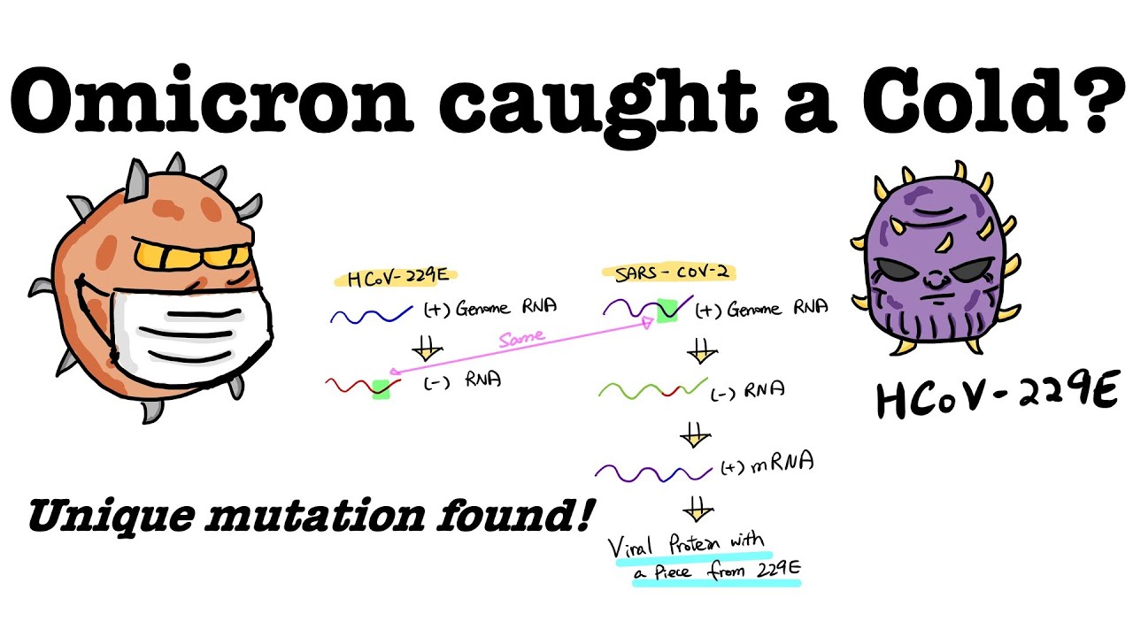 Did Omicron catch a Cold? Unique mutation found in the Omicron variant Layman explanation