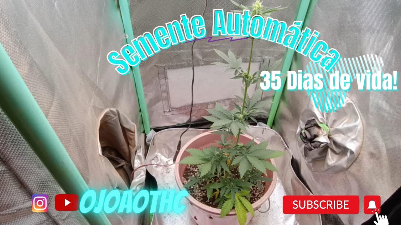Gorilla Gluee - semente autom&aacute;tica