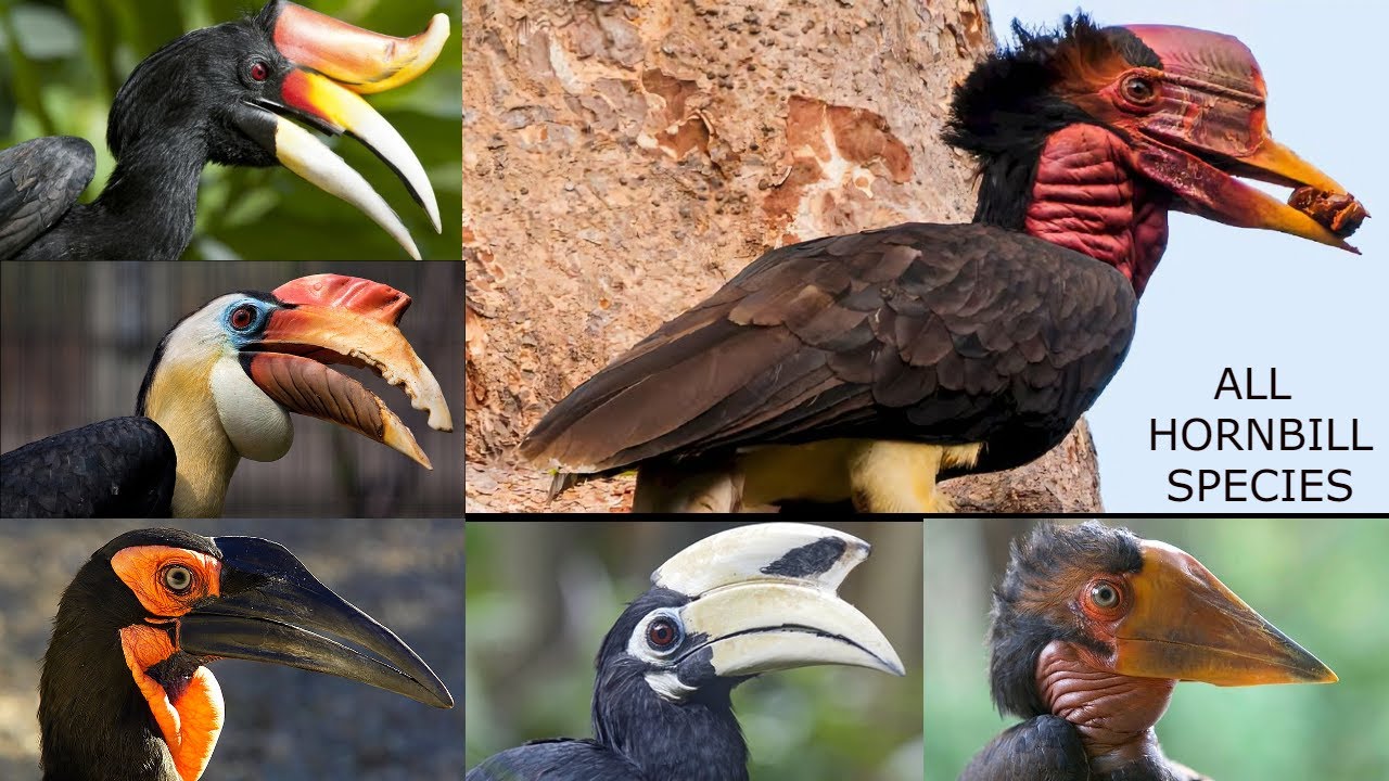All Hornbill Bird Species in the World amazing and strange birds types of hornbill