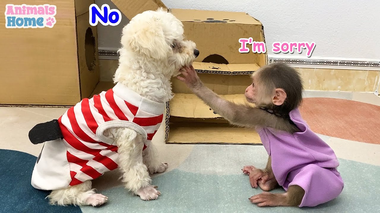 BiBi steals cake from Amee dog's shop and...