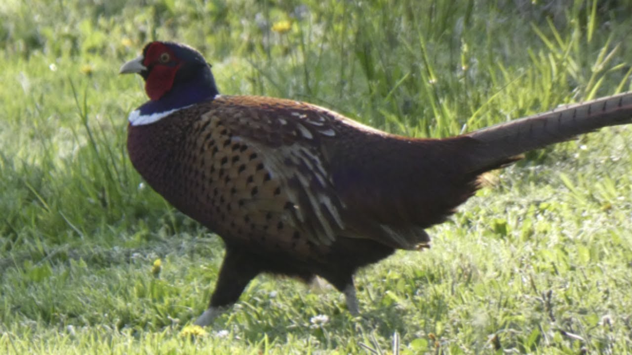 Pheasant  Bird