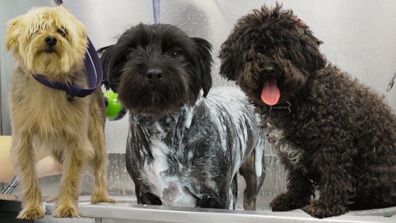 Groomer makes dogs unrecognizable