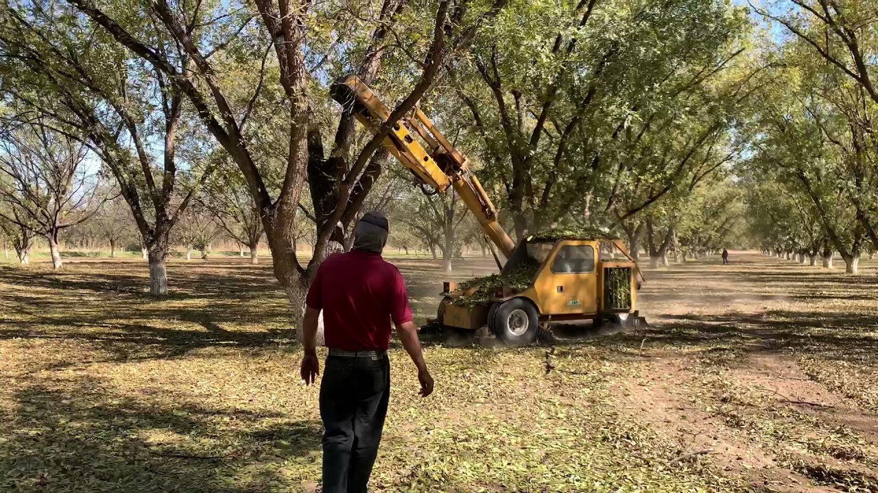 Así vibran los árboles de nogal para cosechar la nuez