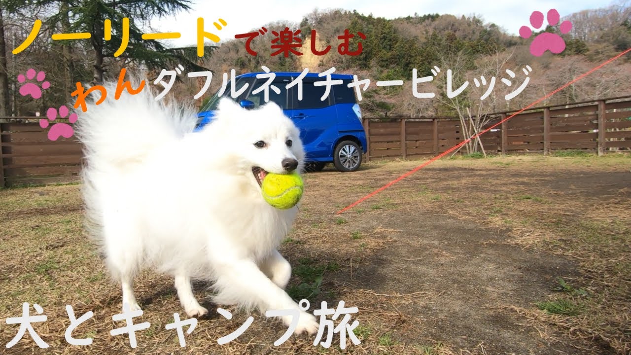 【愛犬とキャンプ旅】愛犬とノーリードで楽しむわんダフルネイチャービレッジ！　ドックラン＆ドックフリーサイトで全力疾走【日本スピッツ福】