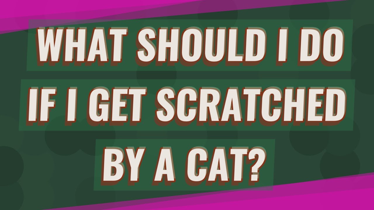 What should I do if I get scratched by a cat?