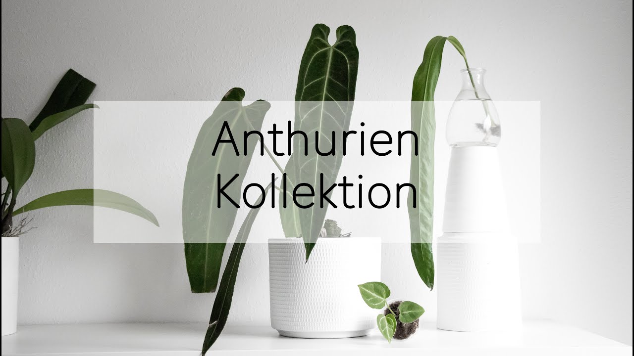 Anthurien Kollektion / ich zeige euch alle meine Anthurien
