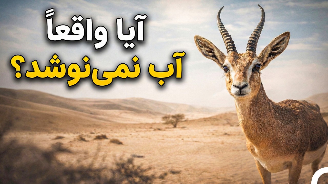این غزال‌ها چطور بدون نوشیدن آب زندگی می‌کنند؟ | مستند دوبله‌شده به فارسی