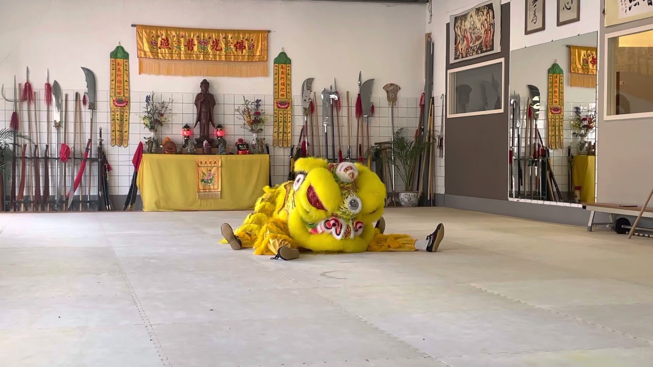 The lion wakes up (liondance)