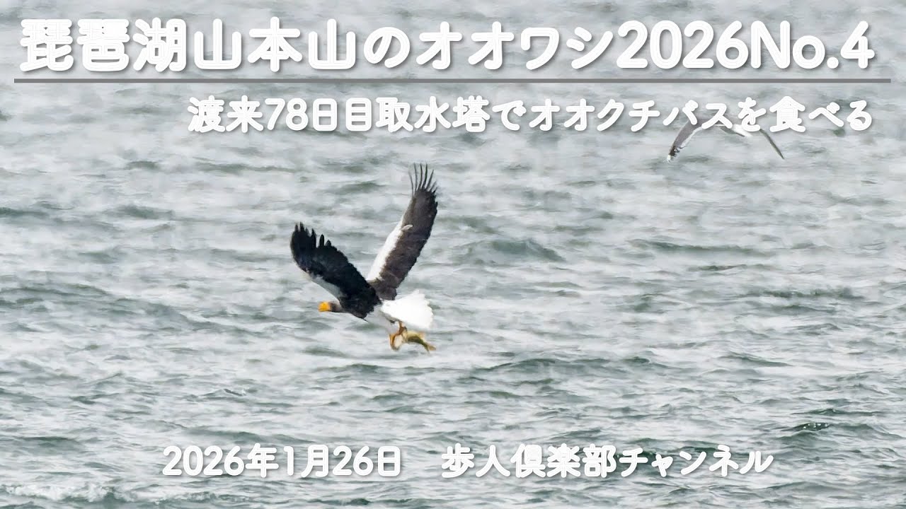 琵琶湖山本山のオオワシ2026No 4　2026年1月26日　渡来78日目　オオクチバスを取水塔で食べる