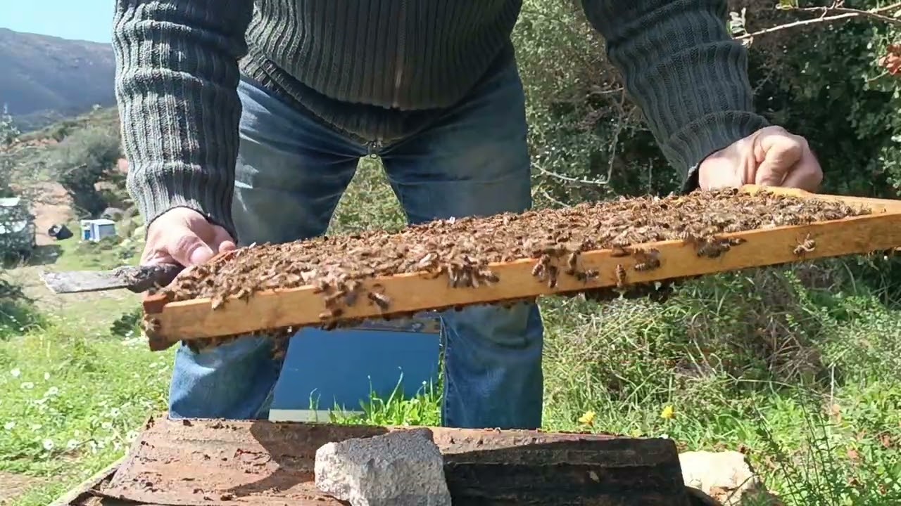 Μάρτης ό κριτής.