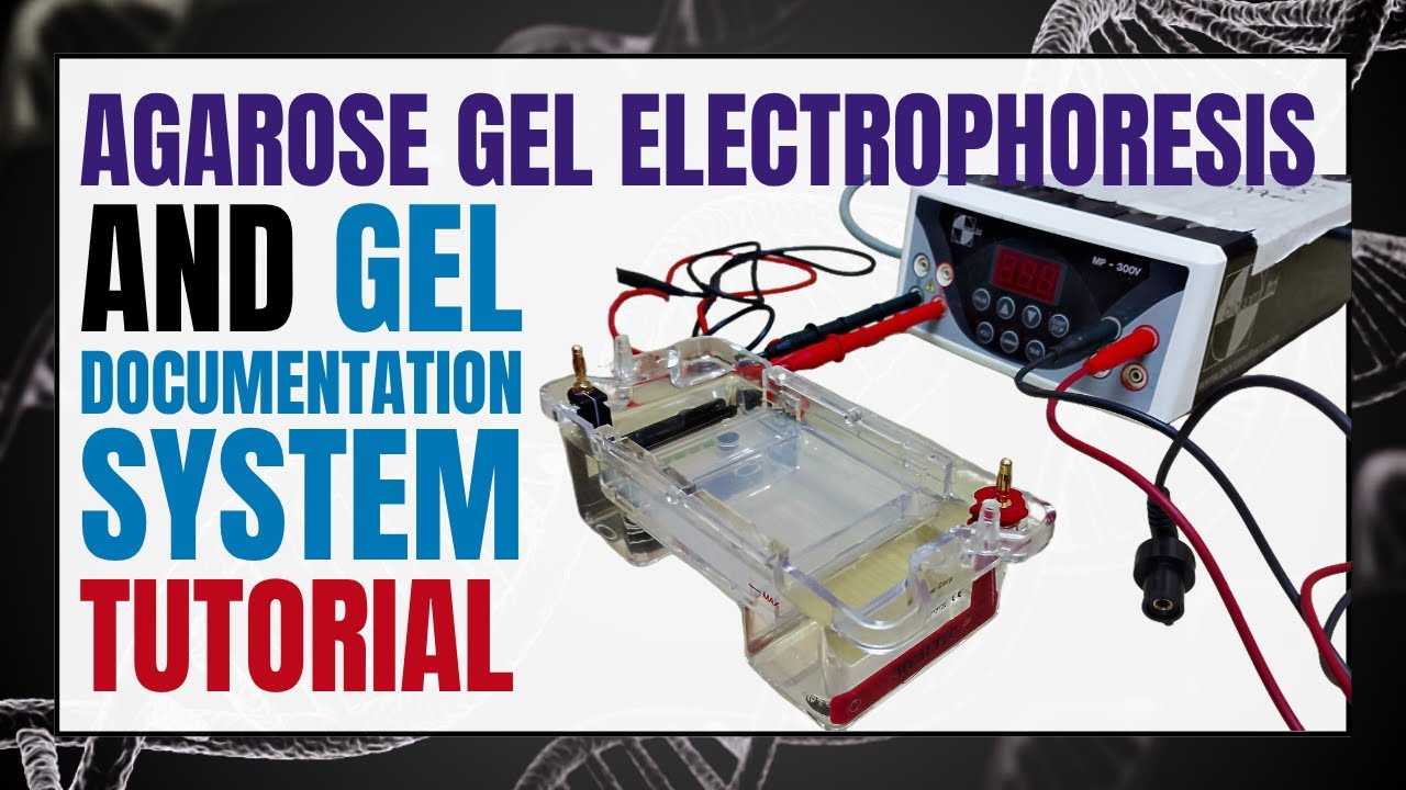 Agarose Gel Electrophoresis with Gel Documentation | Step-by-Step DNA Analysis & Visualization