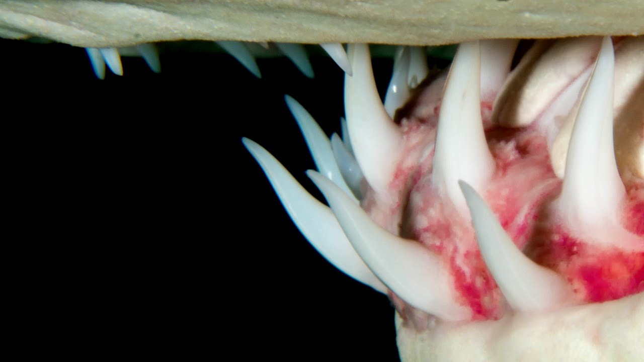 Sharks Part 2: Macro and Unconventional Shark Images by David Heidemann