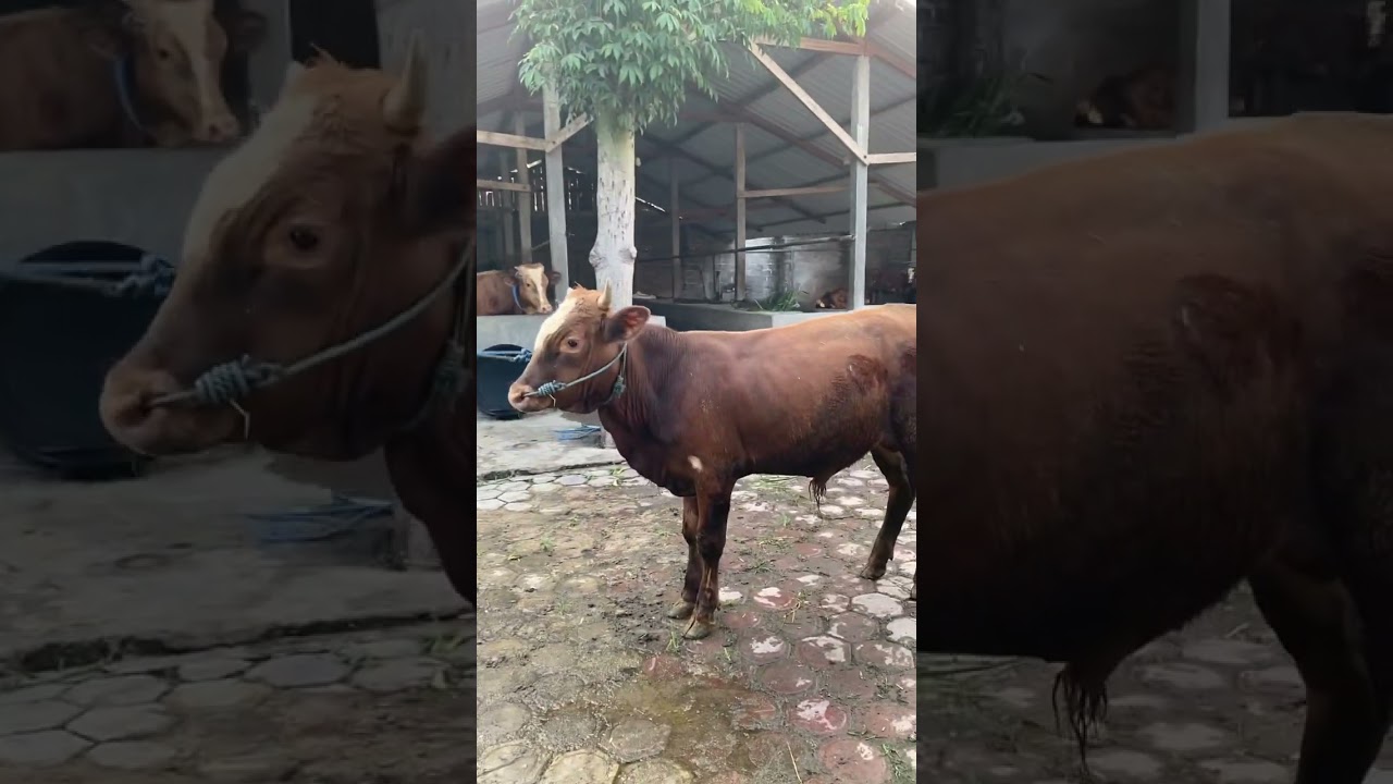 Sapi bobot 200up 