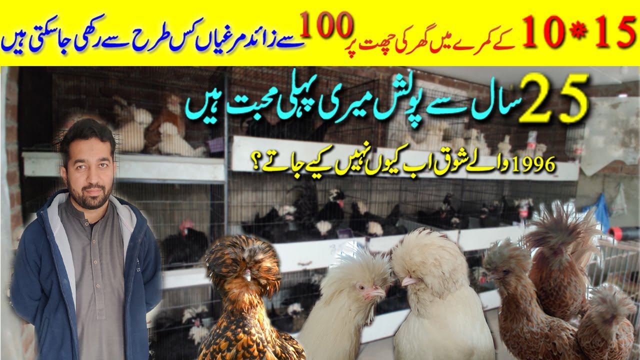 100 polish chicken setup on Roof Top | Chicken Care Challenge on roof top| 100 chicks care challenge