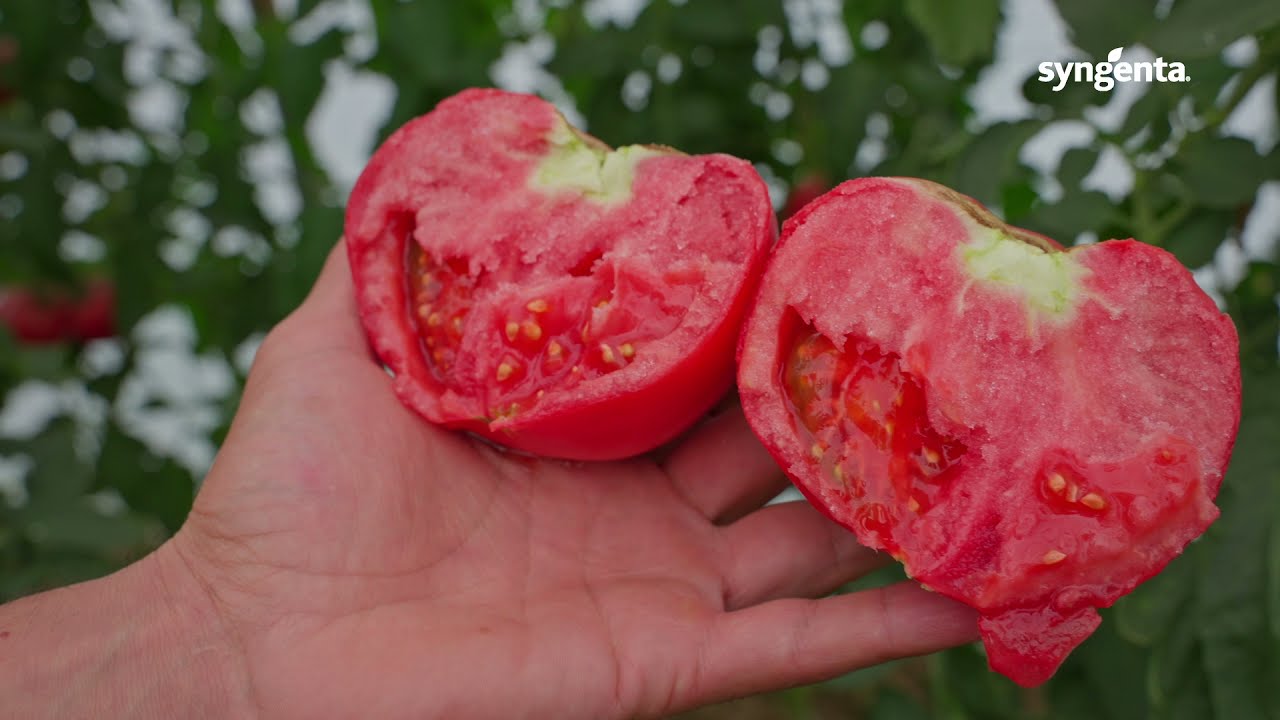 Manekro - Tomate roz in Plesoiu, Jud. Olt - Testimonial Ion Paunel