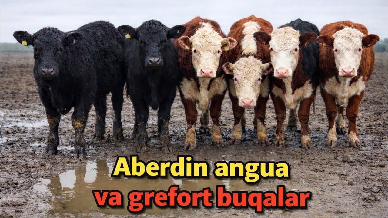 Aberdin angus va grenfort buqalarni tozasi keldi shoshiling✅✅😱😱😱🔥🔥🔥👍👍🤝🤝💯💯💯