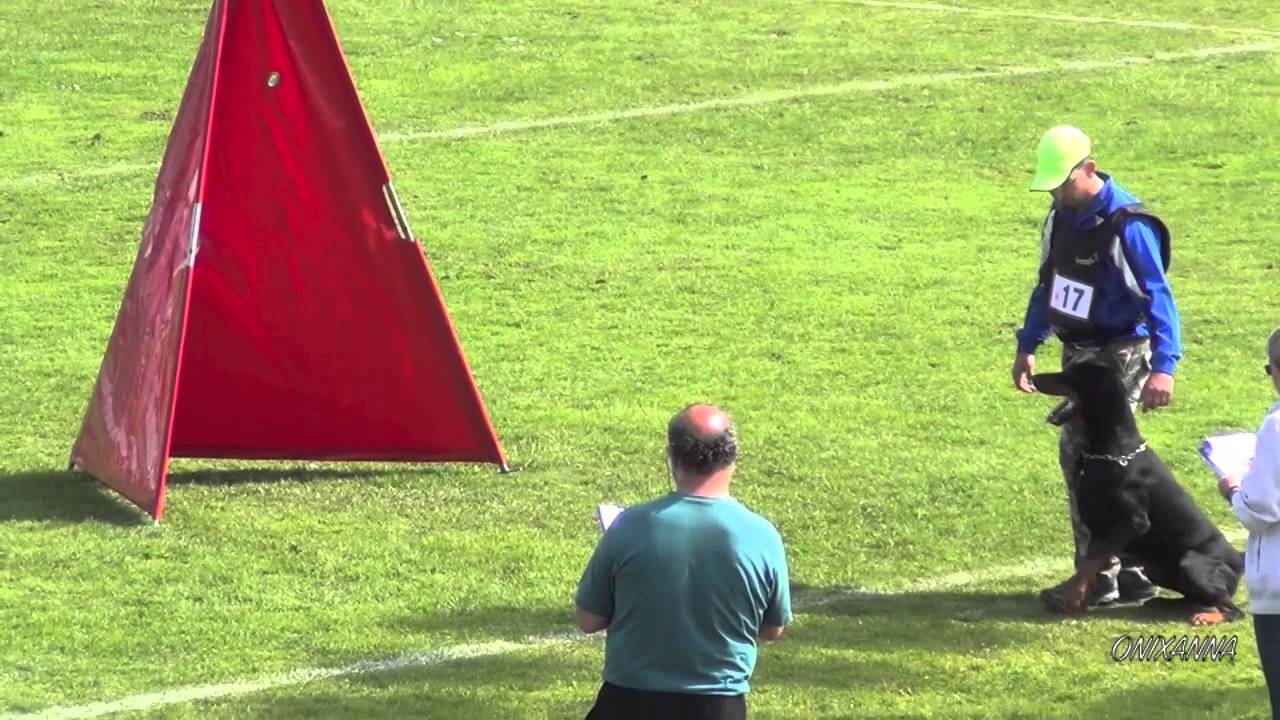 Fabio Buzzi con Destiny dei Nobili Nati Trofeo ENCI 2 IPO3 Sezione C