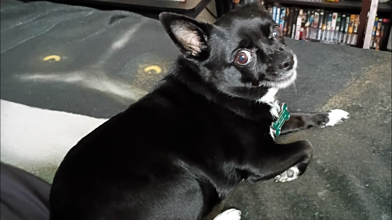 Chihuahua Walk Tuesday In Honor Of @MyFluffyPack @NatureDogRealms @ariesworld9125 🐾🐾🐾🐾