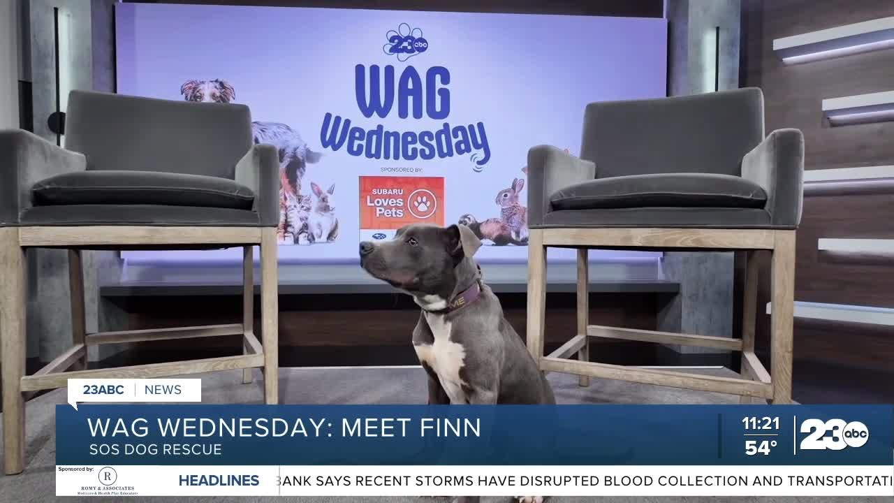 Wag Wednesday: Meet Finn!