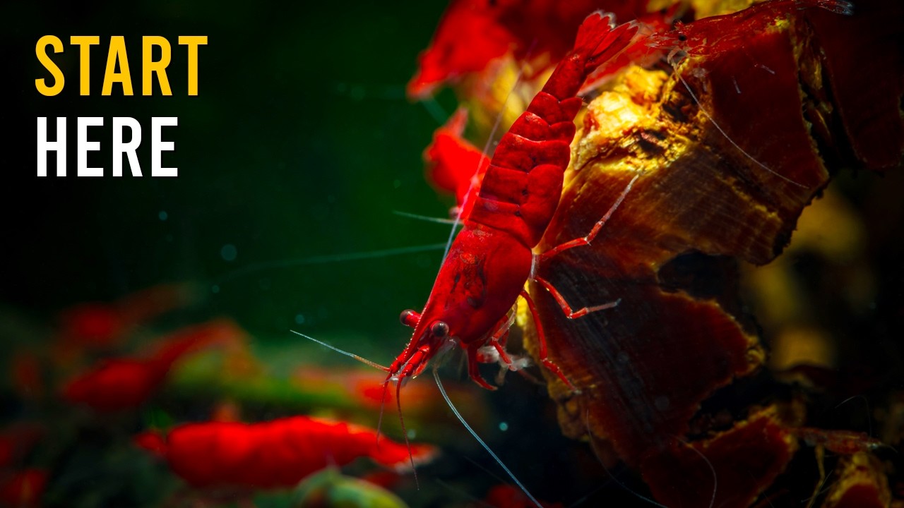 New To Aquarium Shrimp? THIS Is How To Get Neocaridina Shrimp Care Right