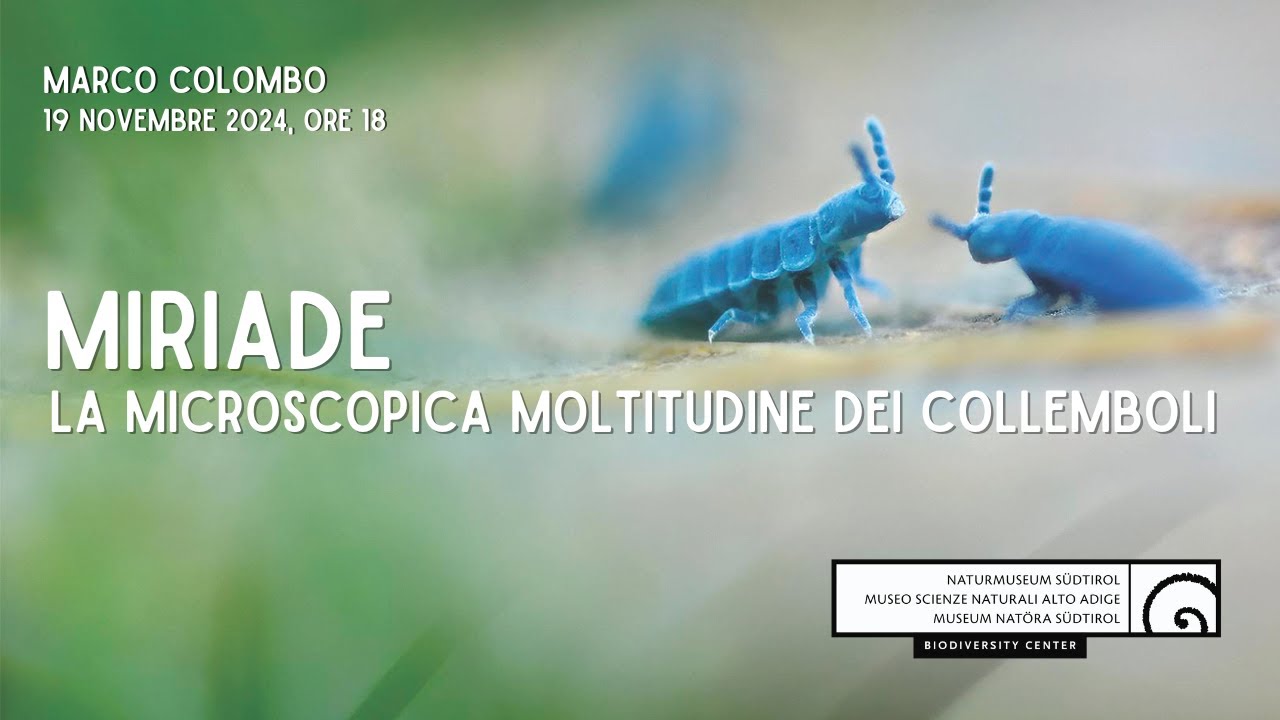 MIRIADE: la microscopica moltitudine dei collemboli