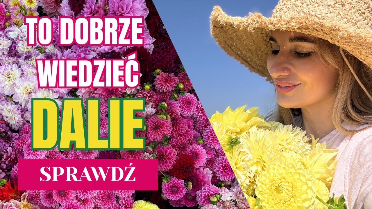 MISTRZOWSKA UPRAWA DALII - MINI KURS UPRAWY DALII CZ.1