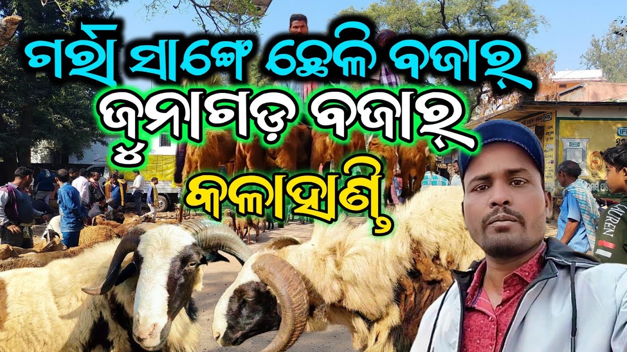 ଗର୍ରା ସାଙ୍ଗେ ଛେଳି ବଜାର୍ || ଜୁନାଗଡ଼ ବଜାର୍ || ଜୁନାଗଡ଼ ଗର୍ରା ସାଙ୍ଗେ ଛେଳି ବଜାର୍ କଳାହାଣ୍ଡି @Bazarvloger 