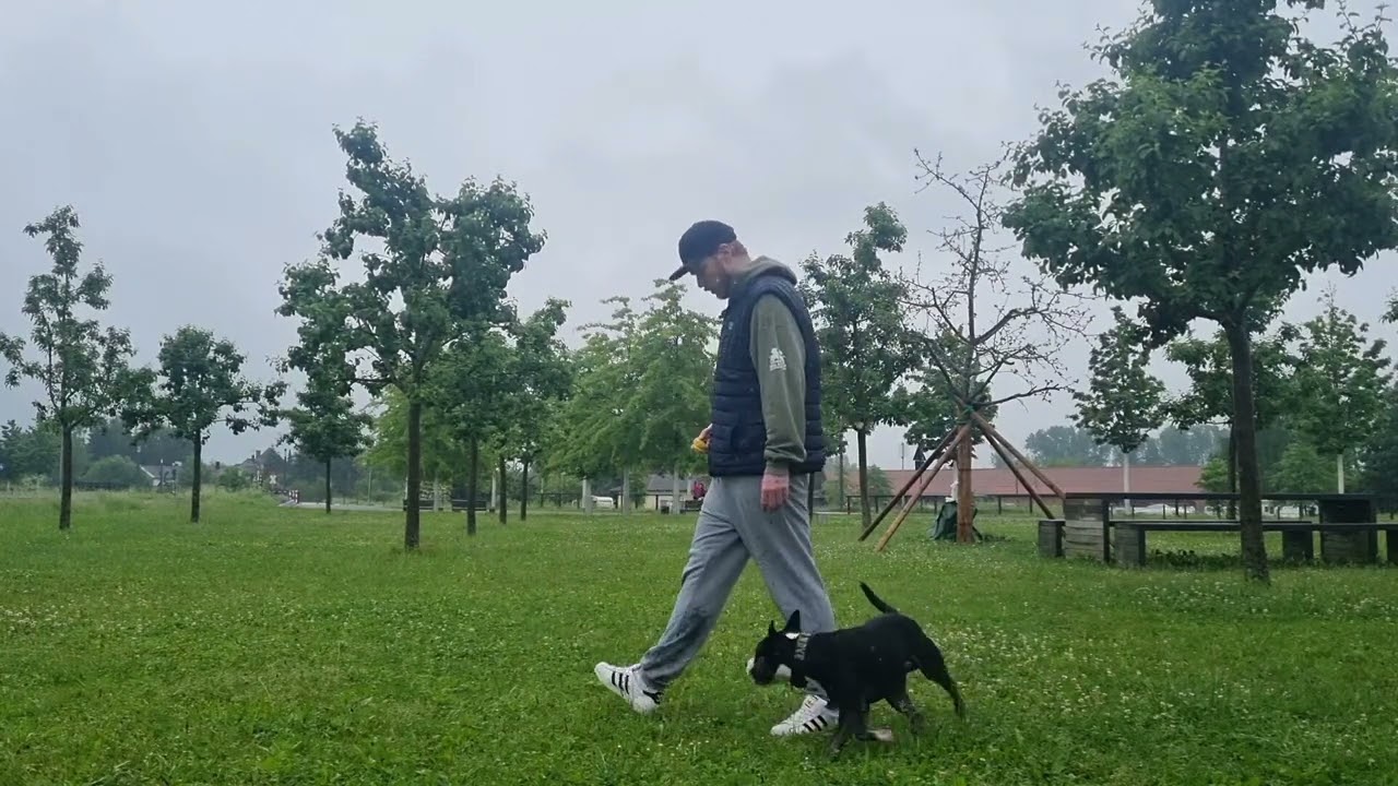 Miniatur Bullterrier Mix ,Training