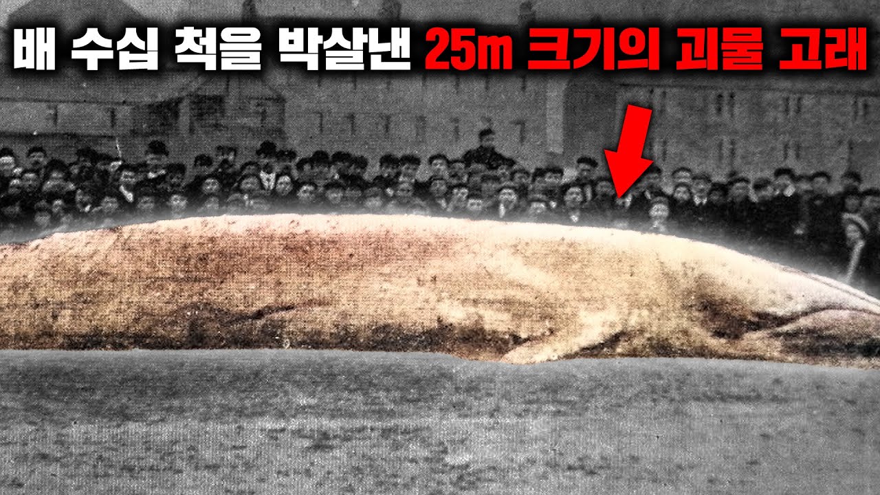 모비딕의 실제 모티브가 된 알비노 향유고래 '모카딕' 실화 [사건사고]