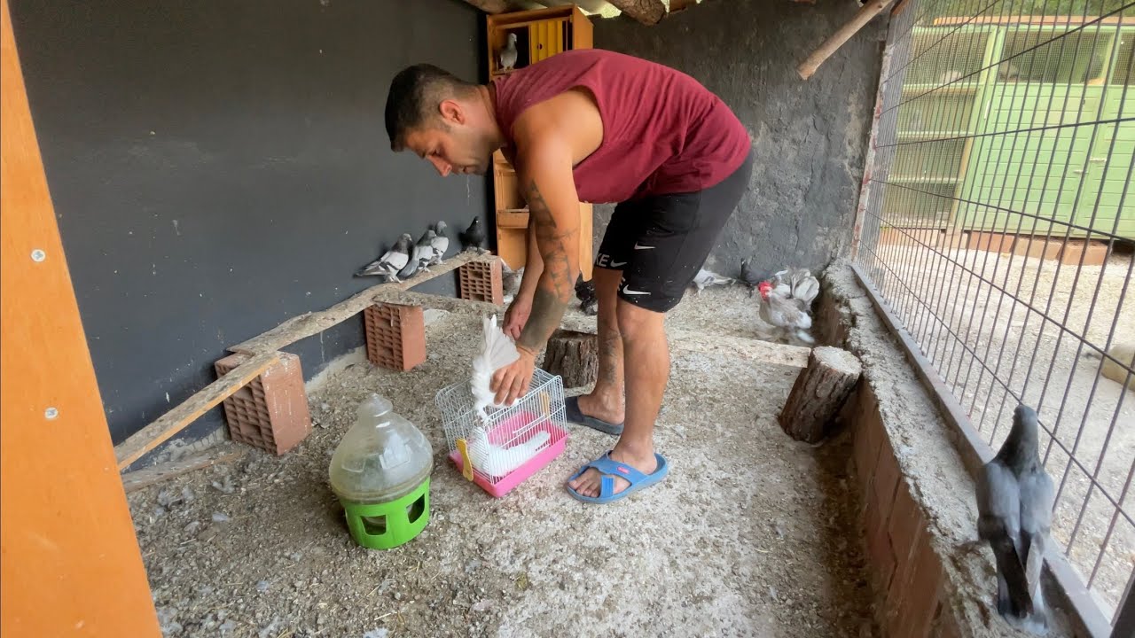 YENİ YAVRU GÜVERCİNLERİ UÇUM KÜMESİNE ALDIM
