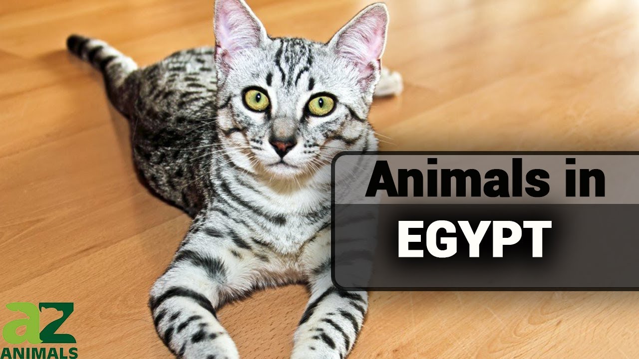 Guide to Animals in Egypt | Snakes Birds Predators Alligators & More