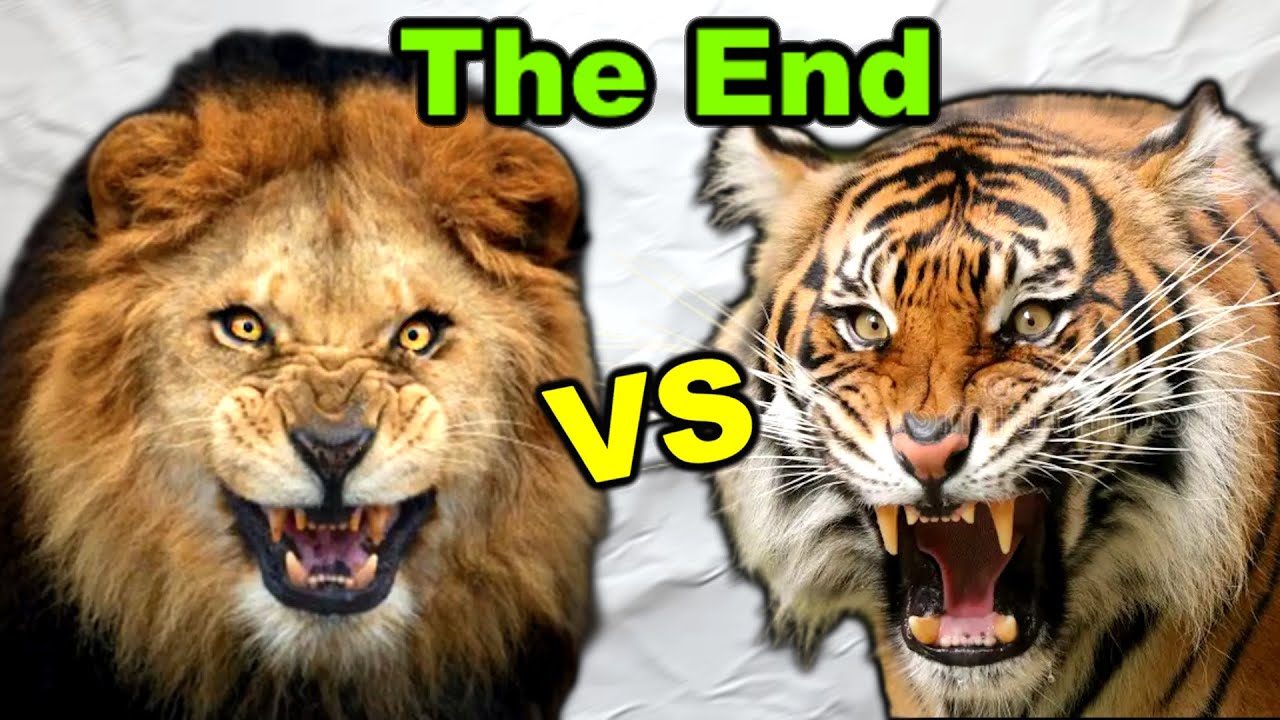 Why Lions Beat Tigers In A Fight (According to Science)