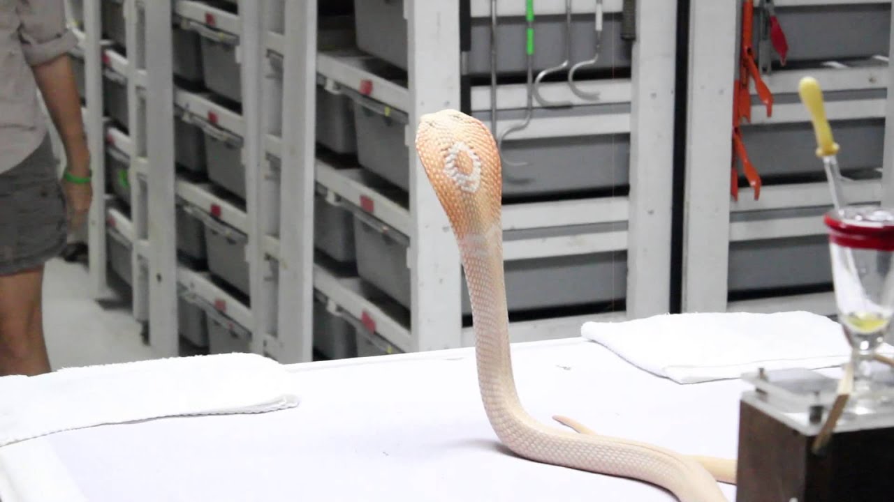 Venom Extraction: Monocled Cobra
