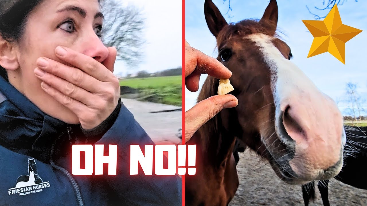 Oh no, what happened? Terrible! | Who's trotting the best? | Friesian Horses