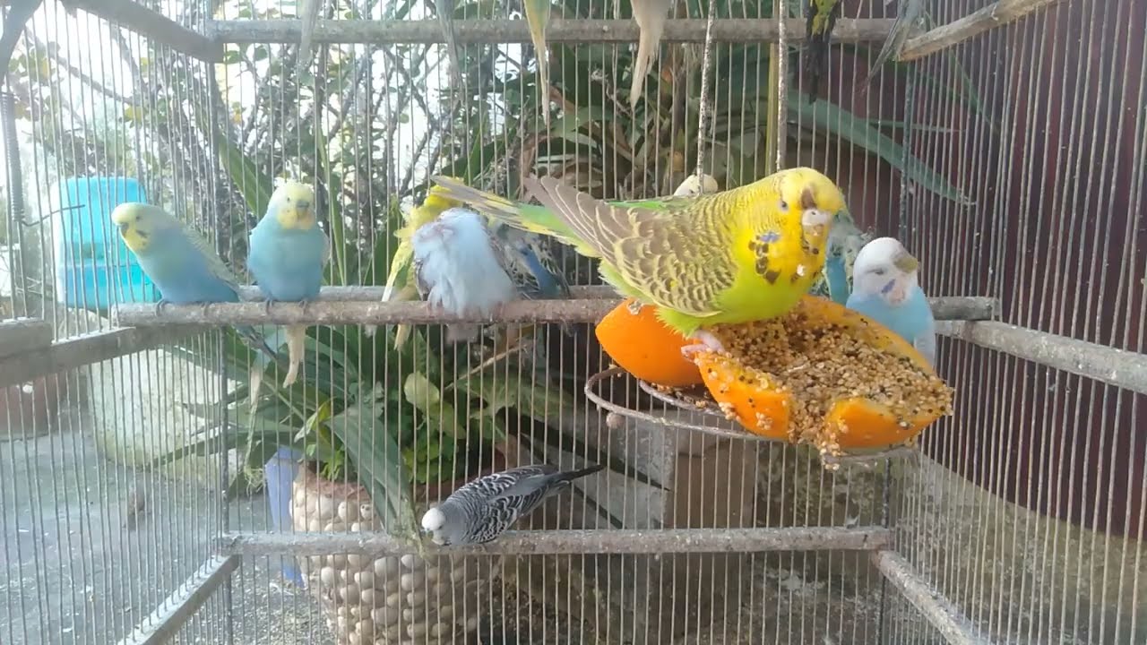 🐦かわいい瞬間が増える 甘いコミュニケーション術