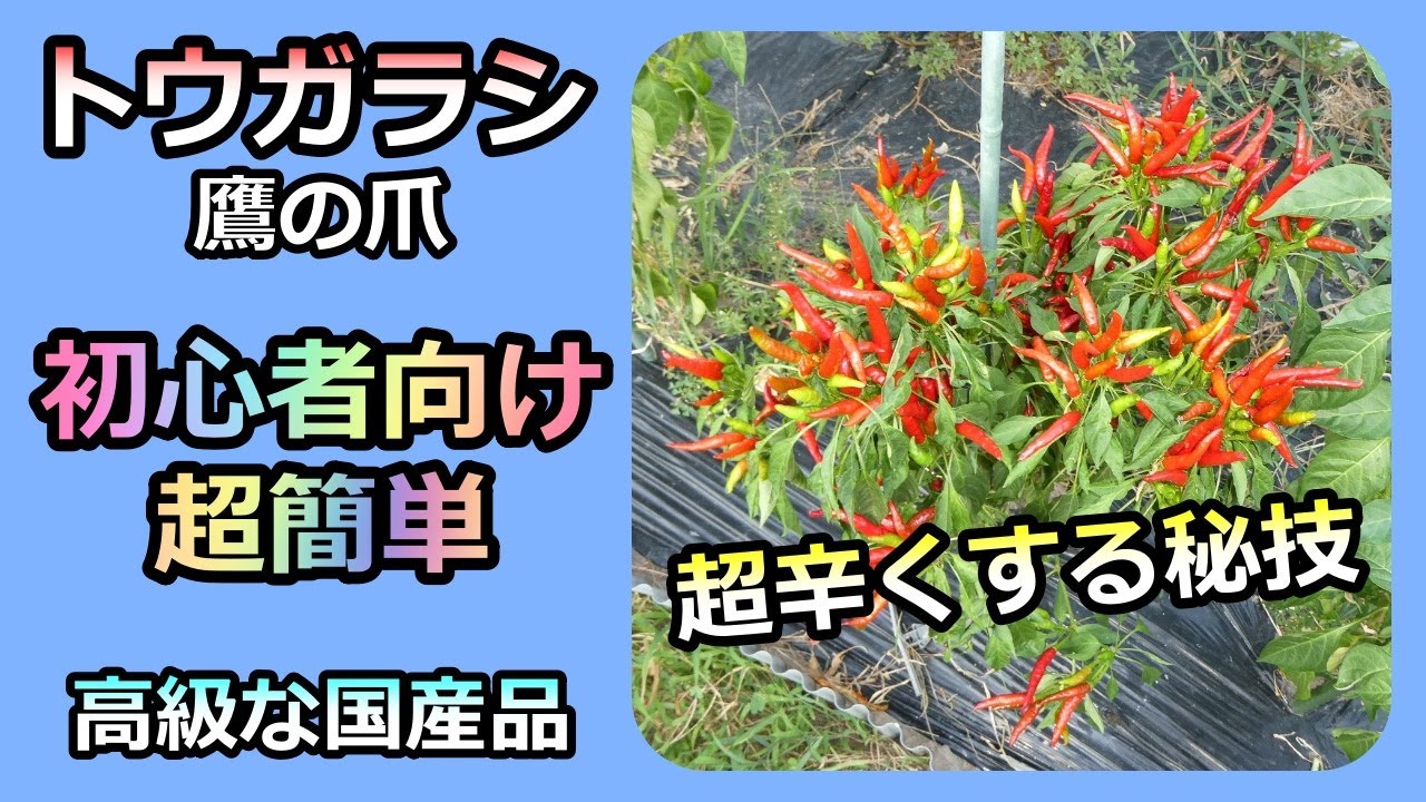 【トウガラシ（鷹の爪）の栽培】初心者でも簡単 無農薬栽培 家庭菜園32年目