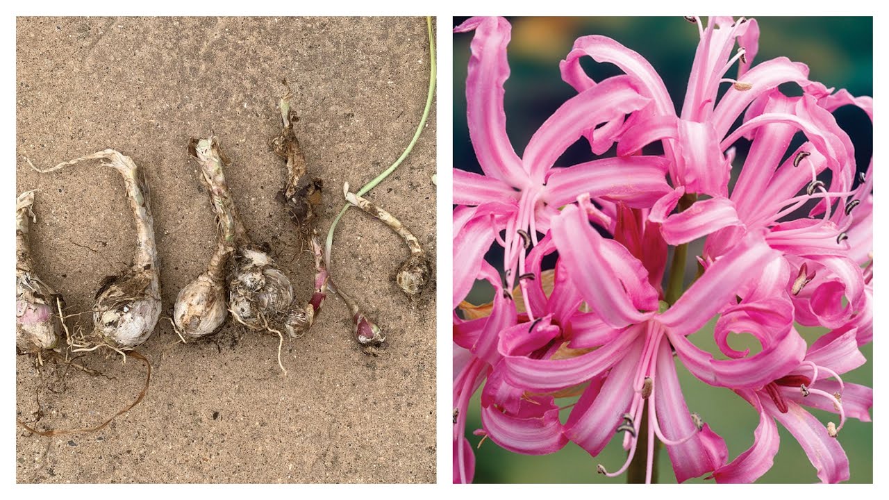 Nerine bowdenii - planting bulbs and care guide - David The Gardener