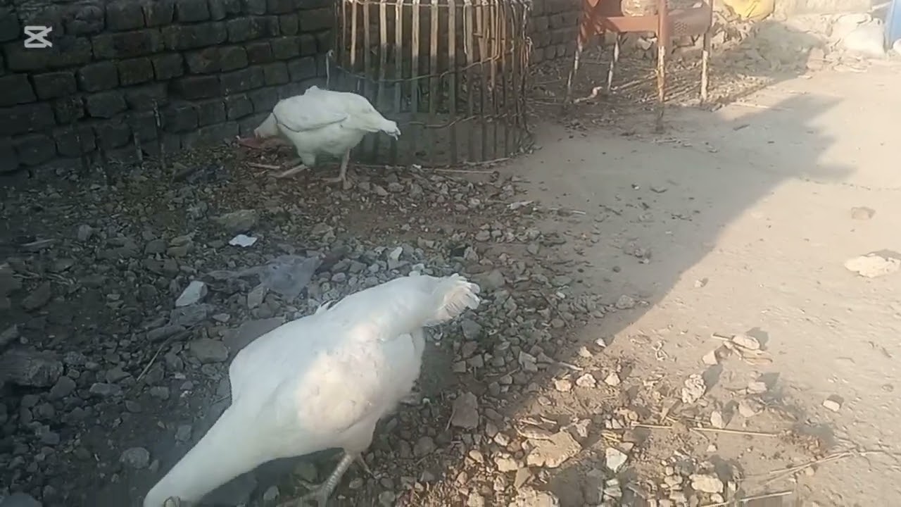 Free range heera aseels
