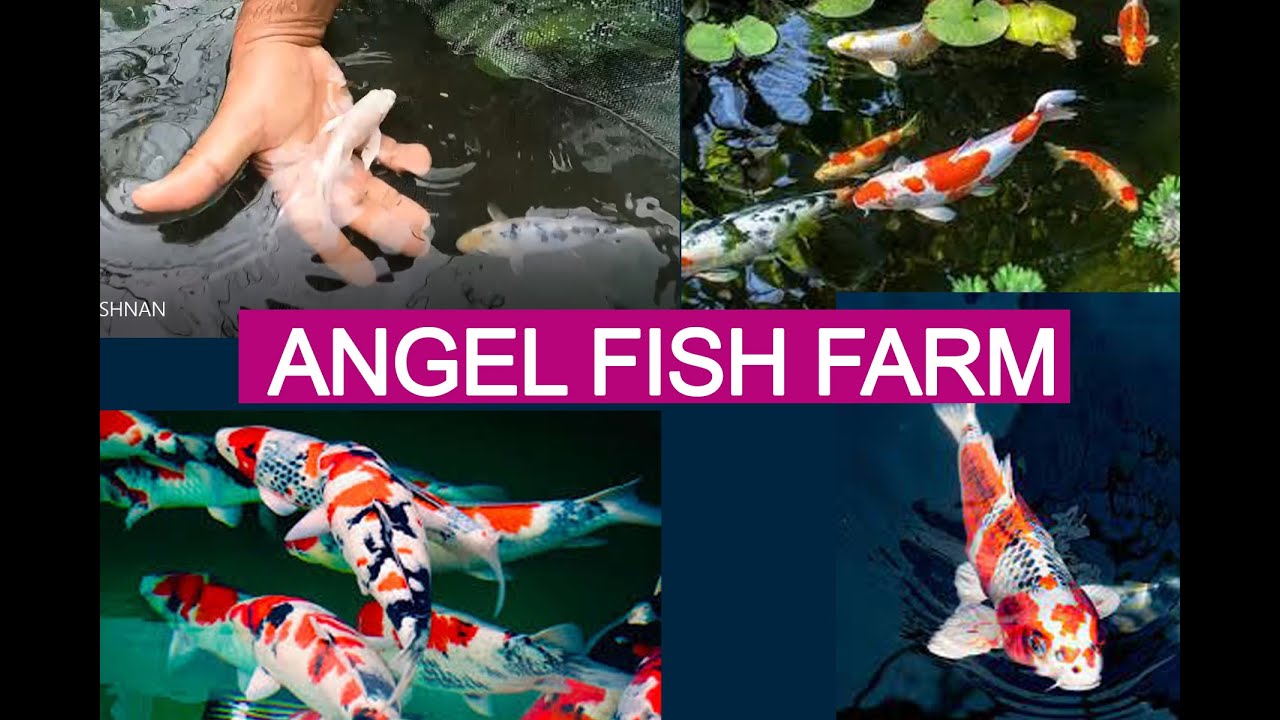 Angel fish farm Manjeri