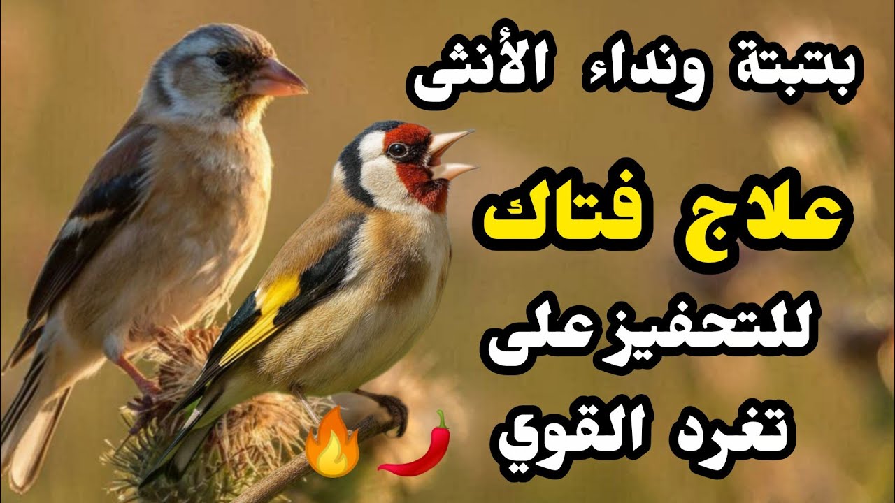 بتبتة الحسون ونداء الأنثى: علاج فتاك للتغريد القوي بتبتة الحسون: مفتاح للتحفيز على التغريد المستمر