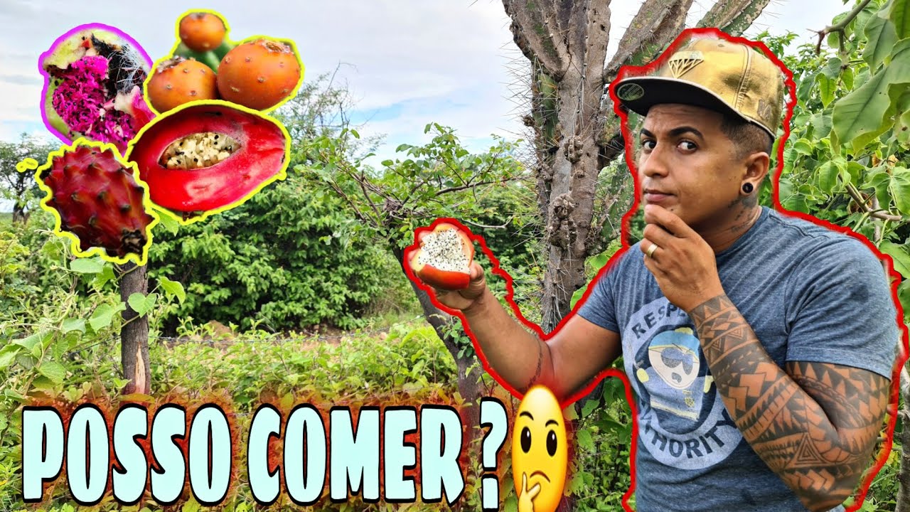 FRUTAS DE MANDACARU, PODEM SER COMIDAS ? | FABINHO FILHO DO SERTÃO