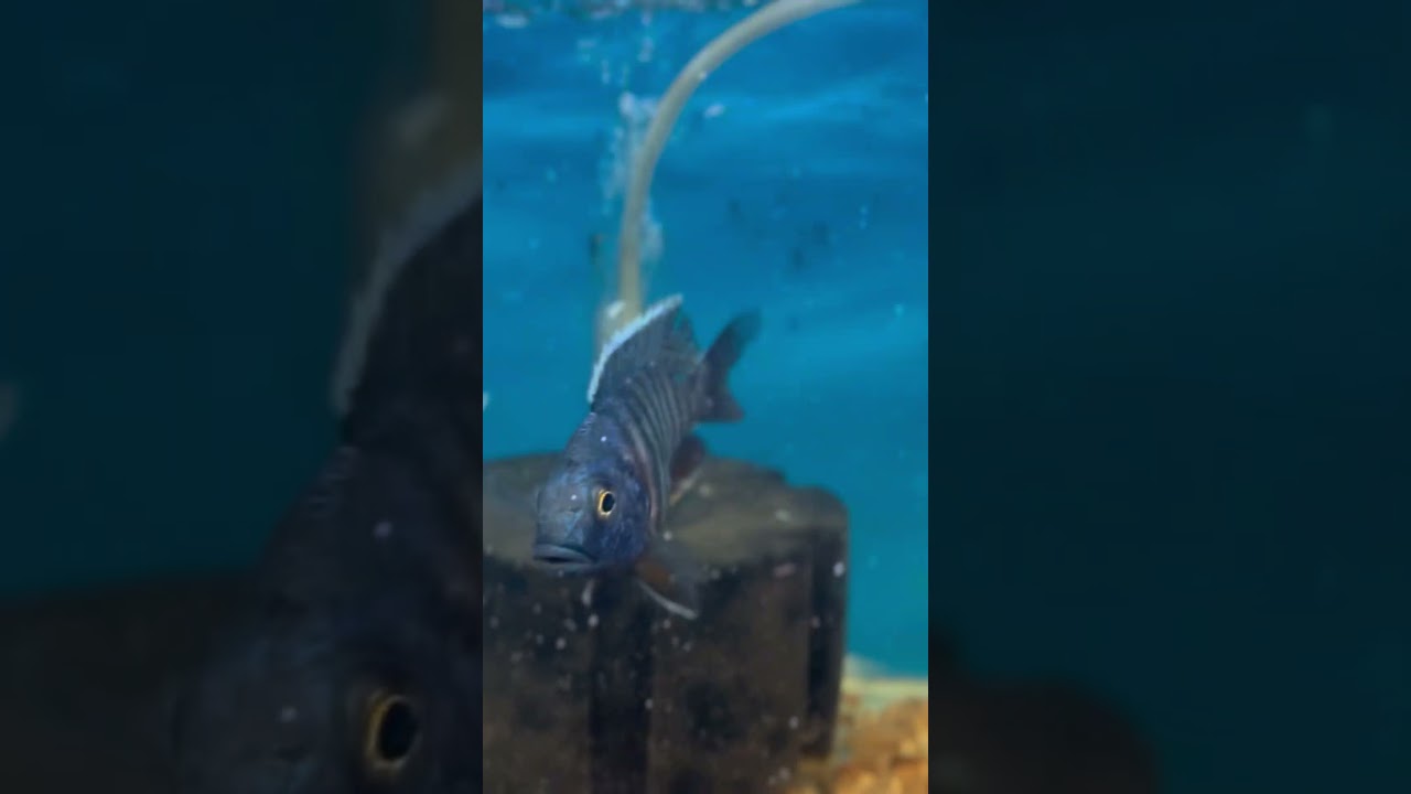 Chiclid fishes 