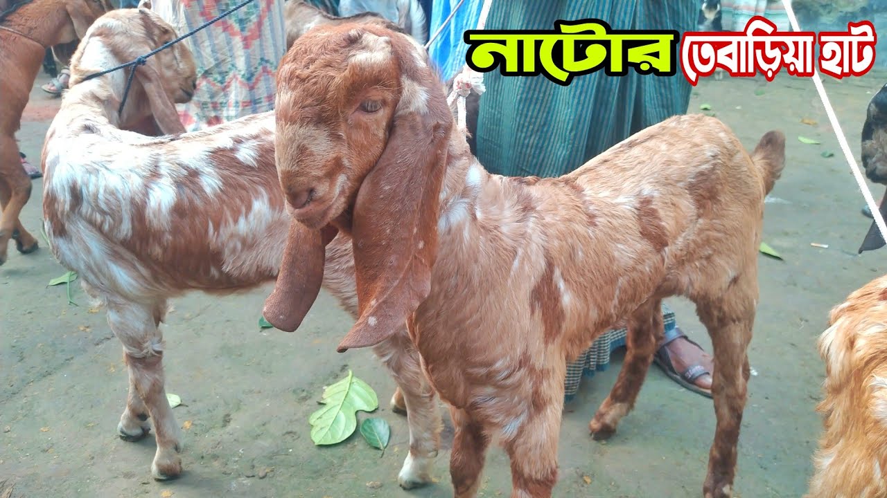 Find out the price of cross baby goat at Tebaria market in Natore.  Sunday, January 2, 2022