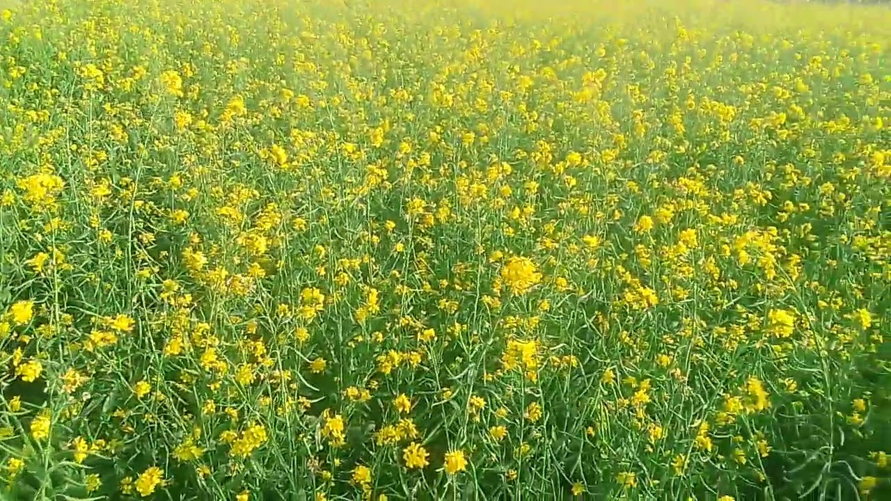 Dharti sunhari Amber nila🥰🥰💃🌹🙏#viral #ai 