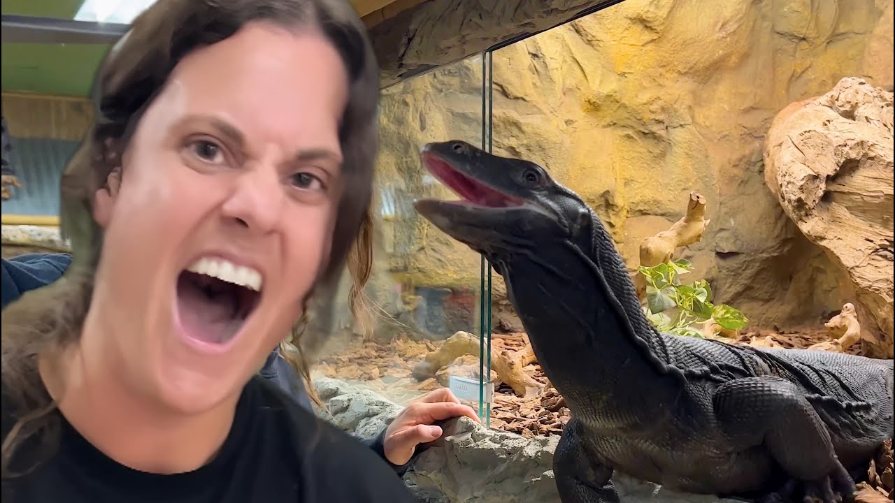 Gilly the Black Dragon😅