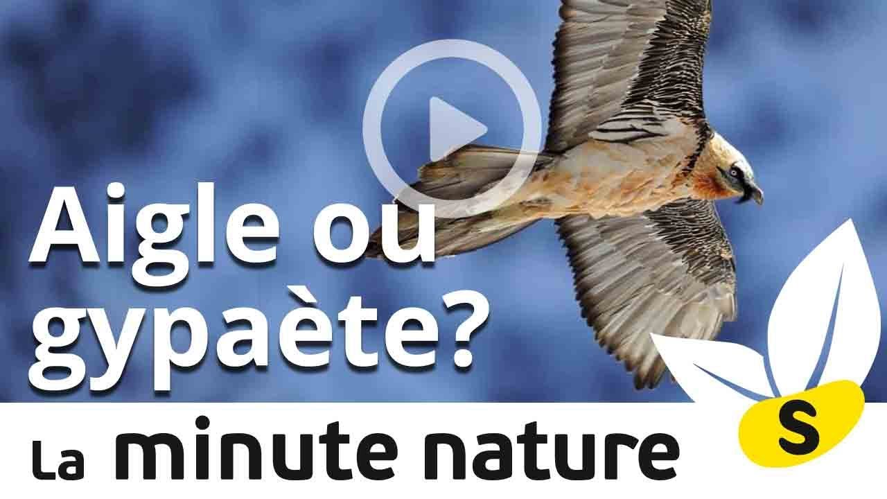 AIGLE OU GYPAETE? (No 52)