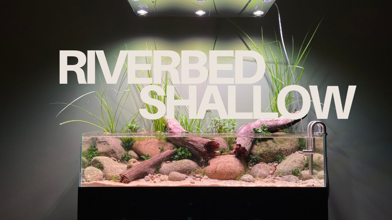 My Biggest Shallow Aquarium Yet!