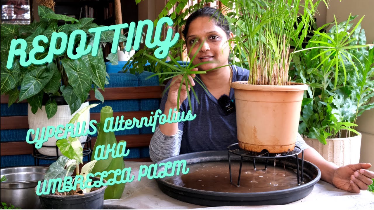 Repotting Cyperus Alternifolius / Umbrella Palm
