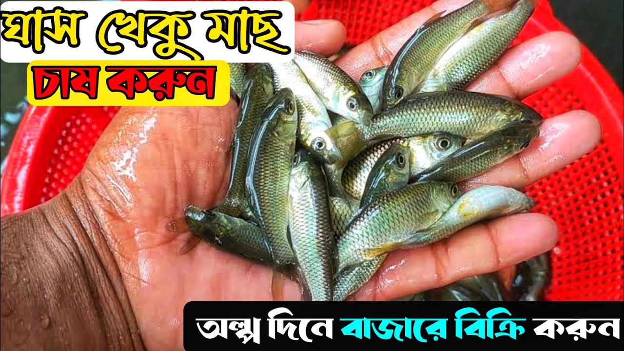 ঘাস খেকো মাছ চাষ করুন এবং তিন থেকে সাড়ে তিন মাসে বাজারে তুলুন 